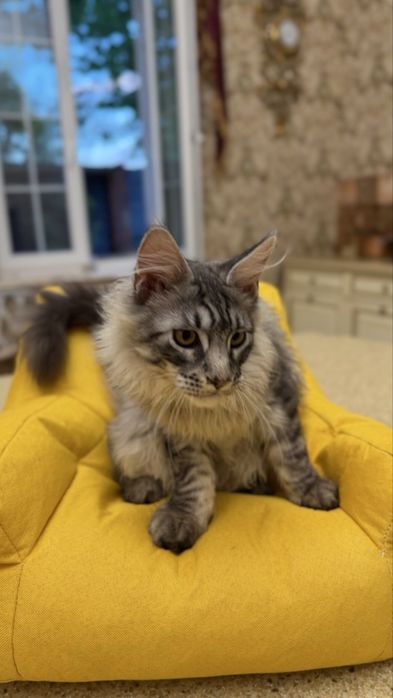 Мейн Кун - Black Silver Classic Tabby