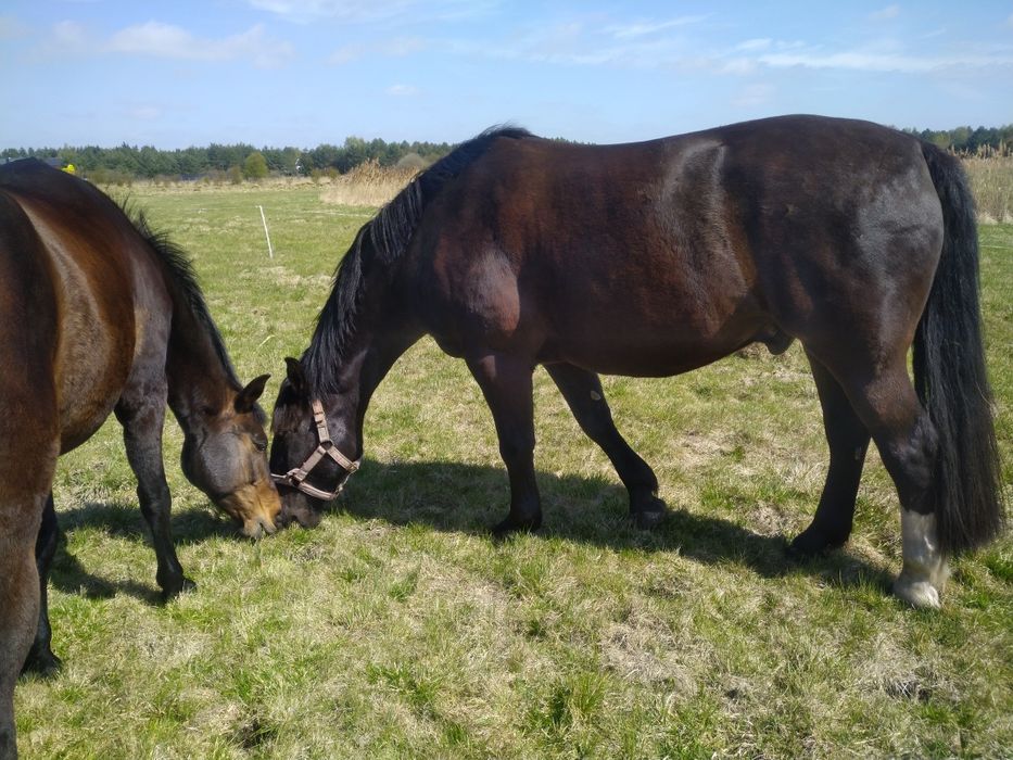 Oddam obornik konski