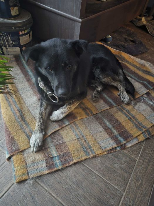 Leon młody nieduży pies szuka domu pies psy