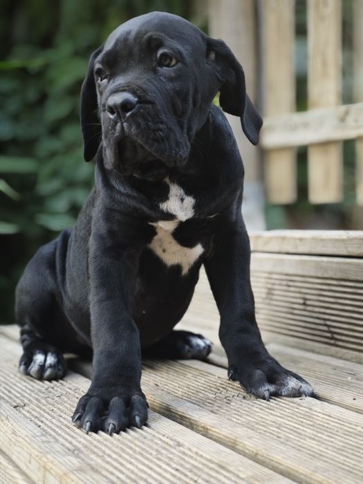 Cane corso italiano - Cachorro preto