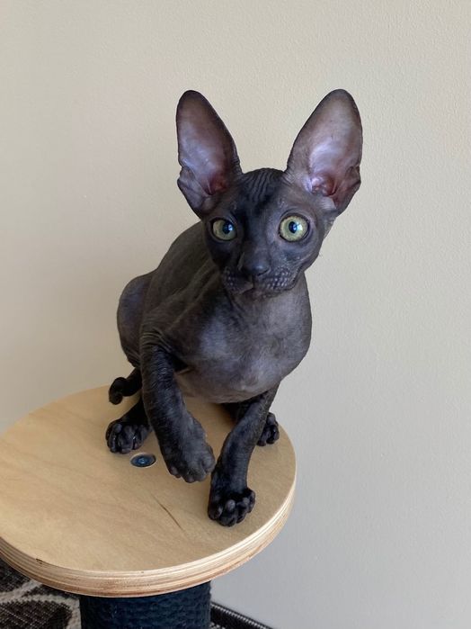 Корніш Рекс чудовий хлопчик