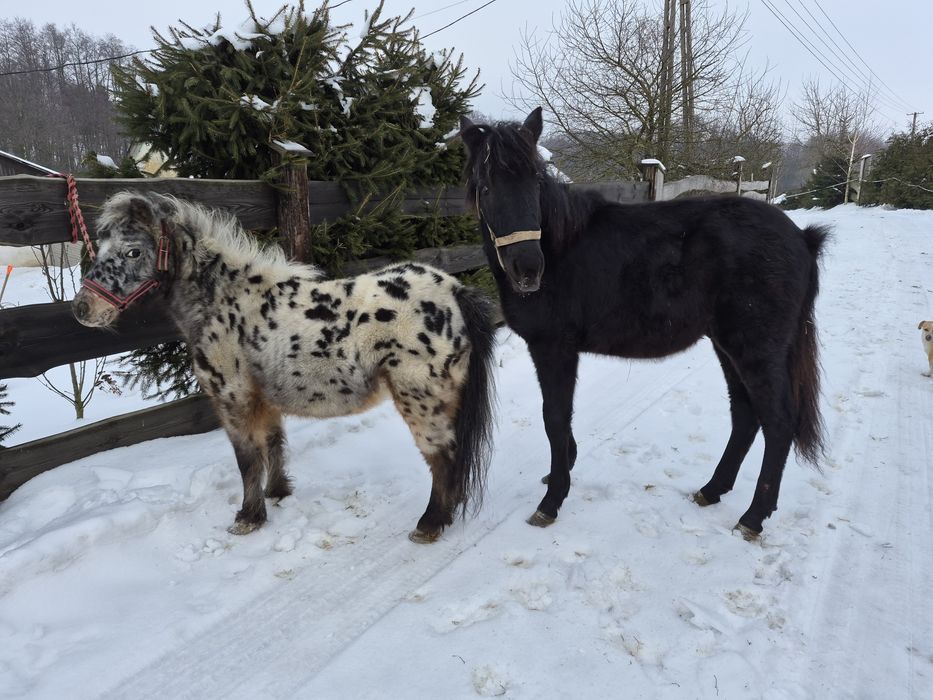Klacz Kuc Tarant - Ogier Hucuł