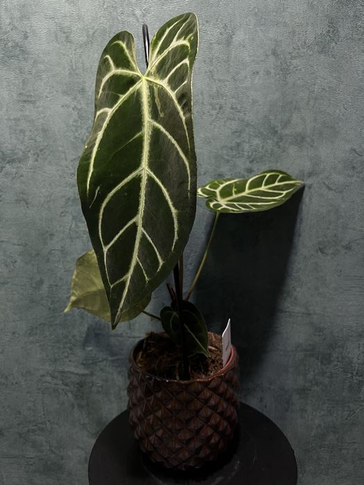 Anthurium Crystallinum X Regale  (Anthurium regale)