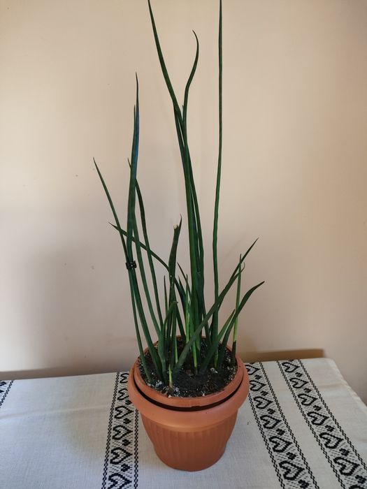 Sansiwieria cylindryczna