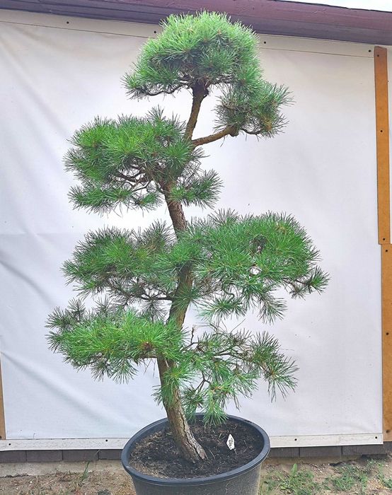 Bonsai Niwaki sosna pospoita