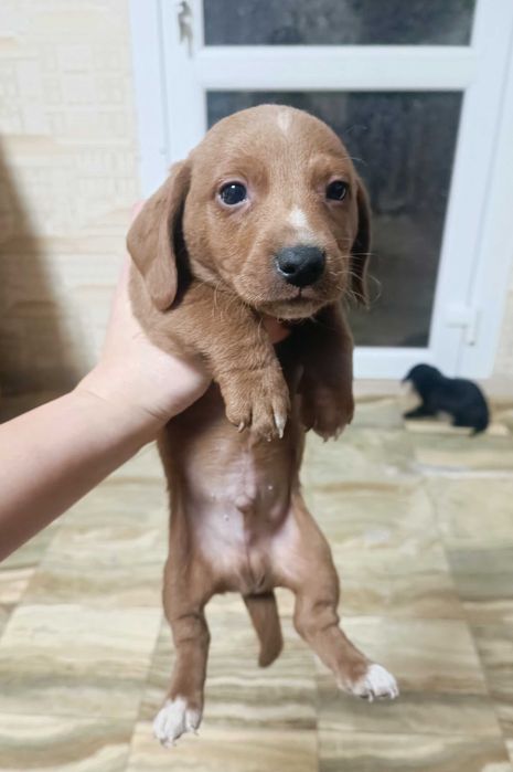 Цуценята такси хлопці