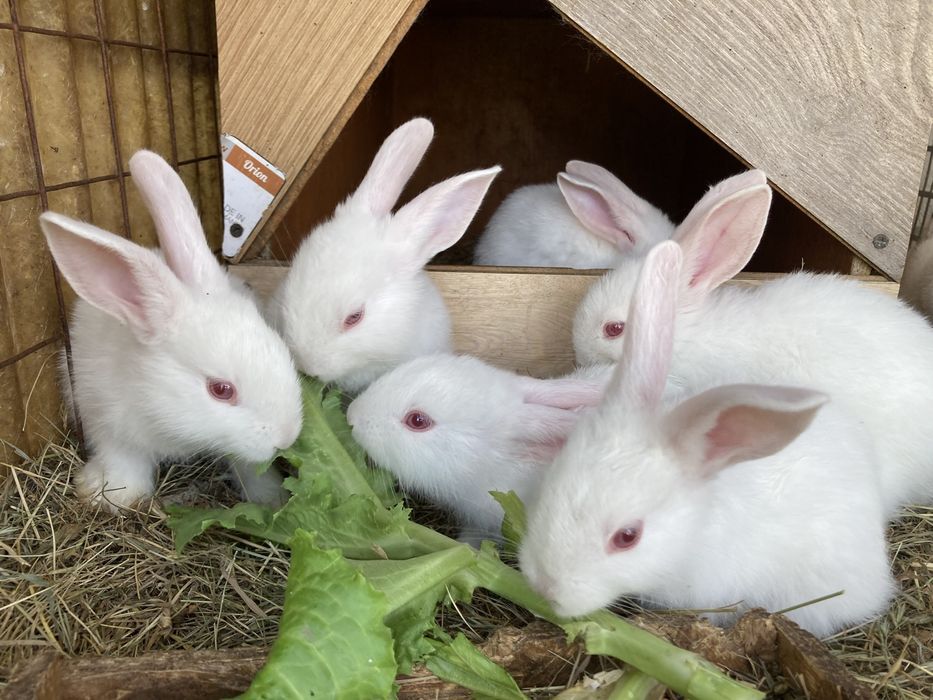 Кролиці та кріль, Термонська Біла та шиншилааа. Класні кролі
