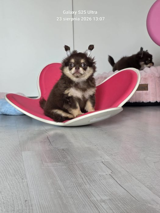Chihuahua piesek długowłosy