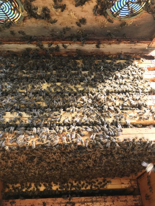 Rodziny pszczele ramka wielkopolska