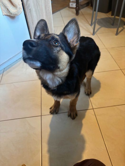 Szczeniak Amina gotowy do adopcji!