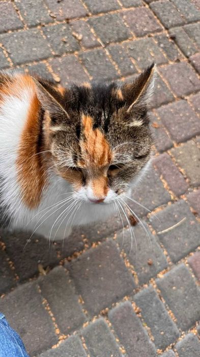 Łódź - Piękna trikolorka szuka domu