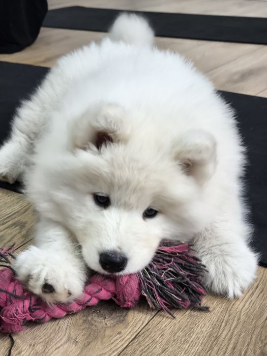 Samoyedy suczki ZKwP/FCI