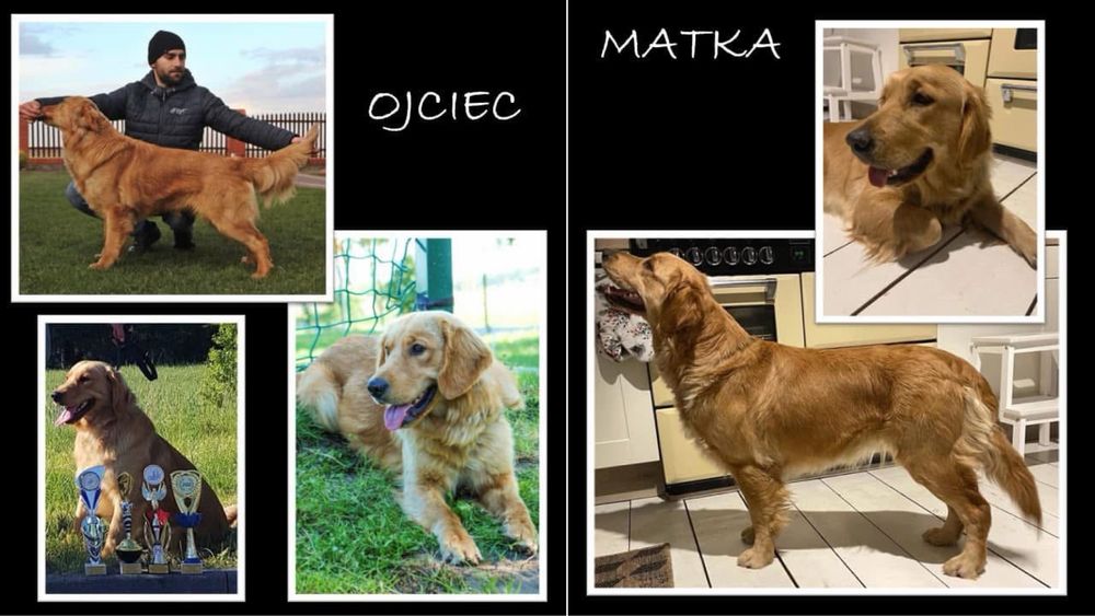 Suczka golden retriever