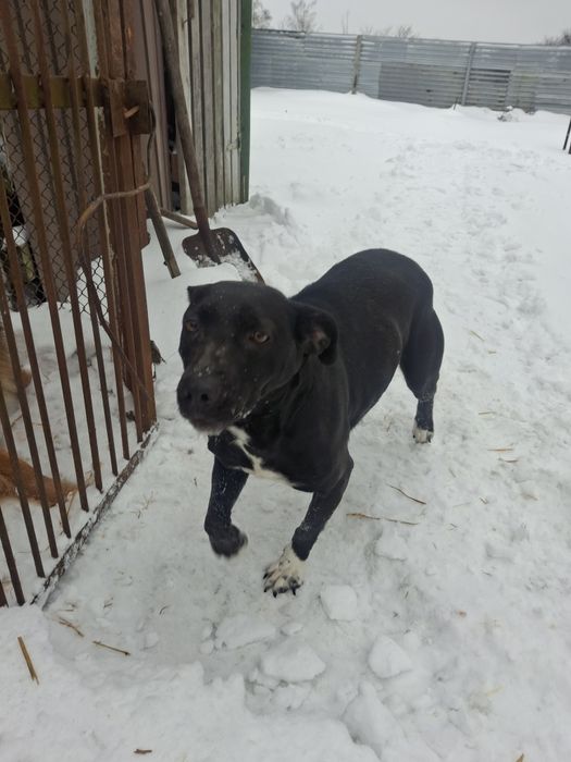 Віддам собаку в добрі руки