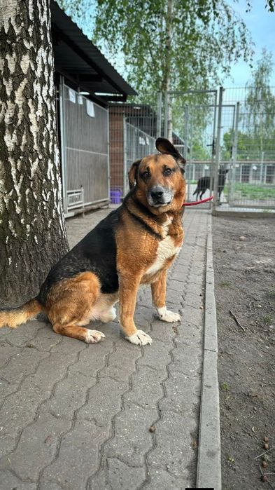 Rogal jest w schronisku już prawie dwa lata. Ma około 12 lat i za sobą