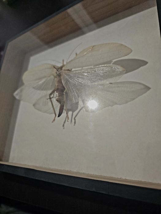 POTĘŻNA Szarańcza Malajska (Locusta) | Gabinet Osobliwości | UNIKAT 2