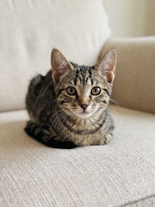 Setúbal e arredores / Margem Sul — SAFIRA, gatinha para adoção