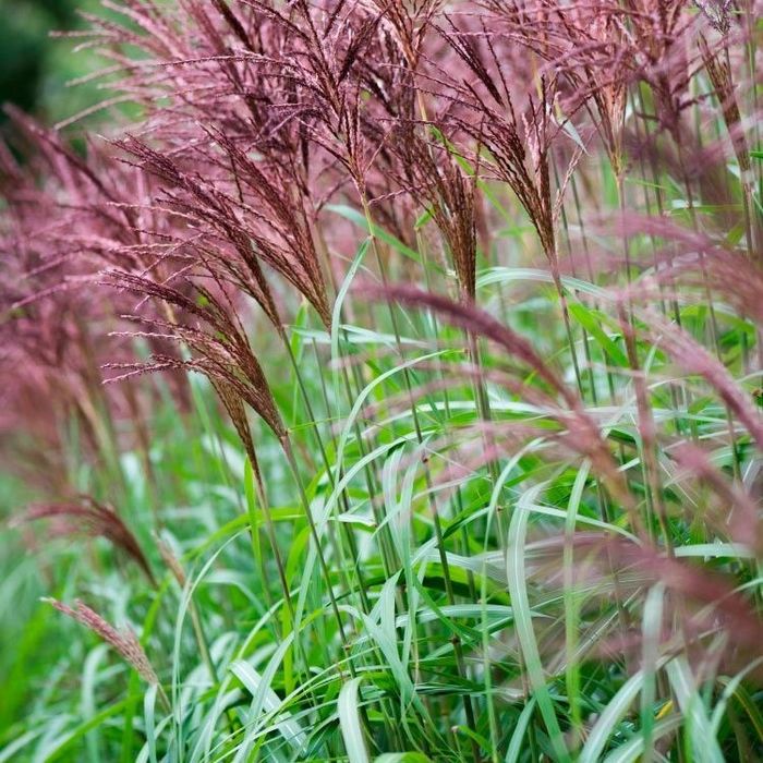 Квіти садові. кущі