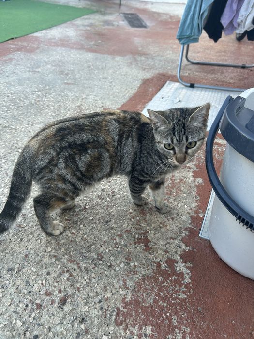 Gata para adoção