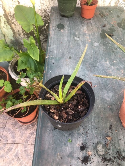 Aloe Vera / Babosa - pequeno