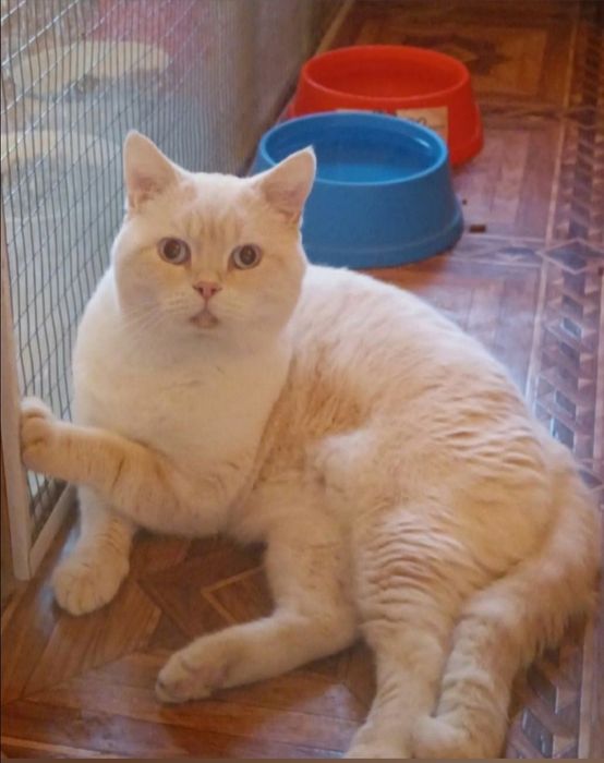 Шотландский скоттиш страйт е2133 Генри