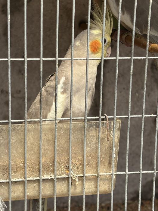 Vendo 2 machos de catura e 1 macho de agaponis