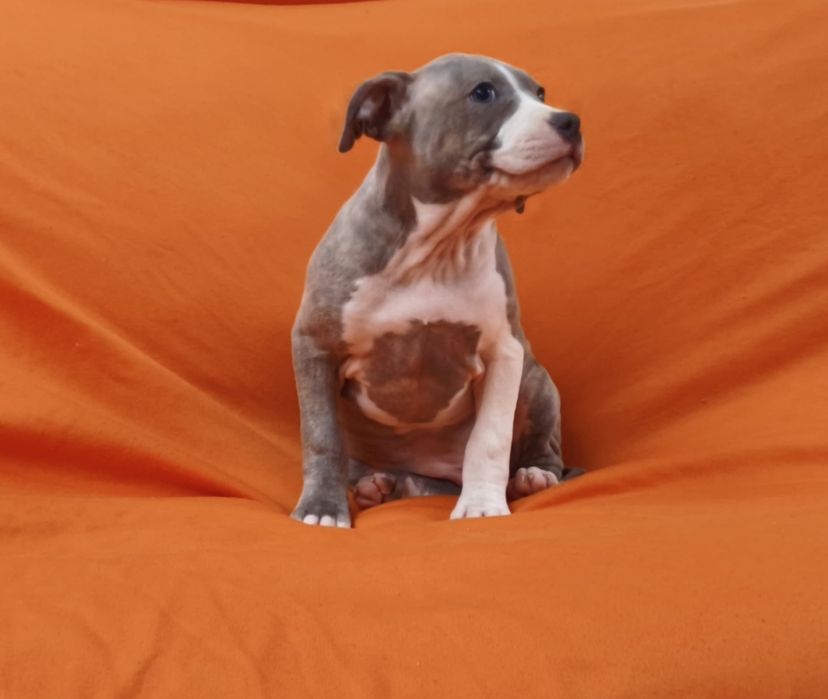 Fêmea American pitbull blue nose