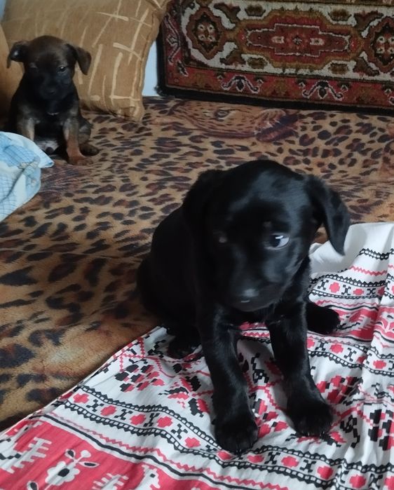 Щенки в добрые руки