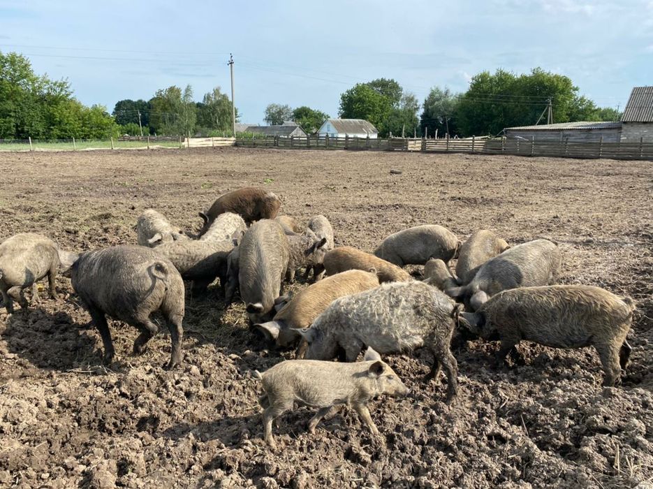 Продам поросята мангали різного віку