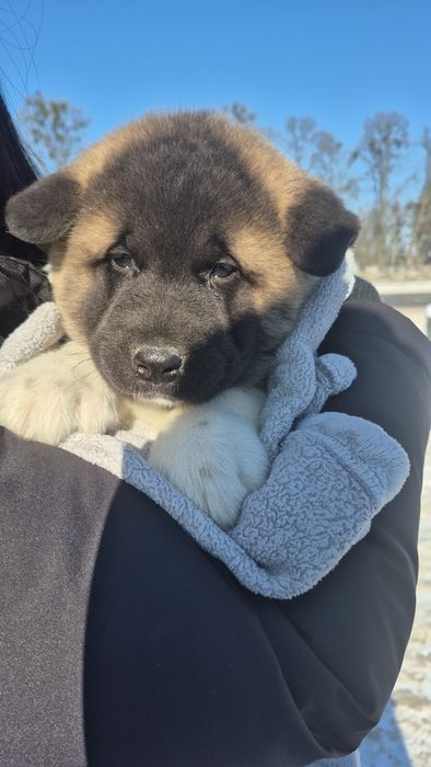 Щенята Акітосики