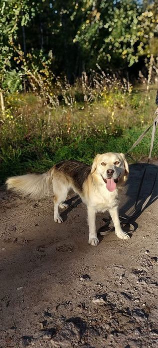 Mini retriever szuka domu – kocha ludzi i ruch