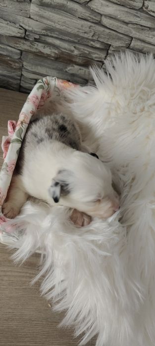 Border Collie suczka blue marle