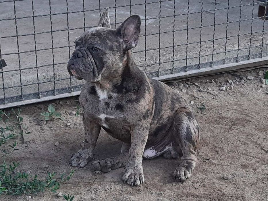 В'язка французький бульдог