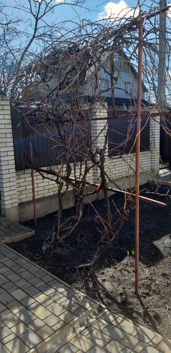 Обрізка плодових дерев кущів.