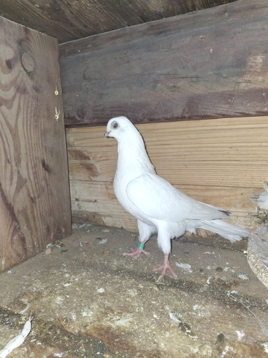 Gołębie młode tegoroczne