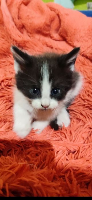 Кошенята мейн кун