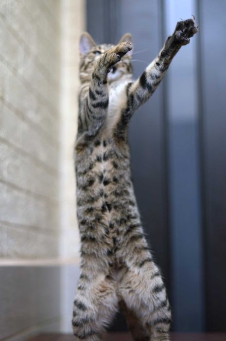 отдам кота, 11 месяцва, мальчик,