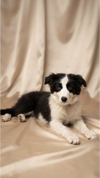 Suczka border collie FCI