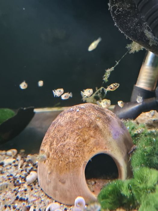 Kolcobrzuch karlowaty nadymka sklep schangri.pl Kraków prokocim