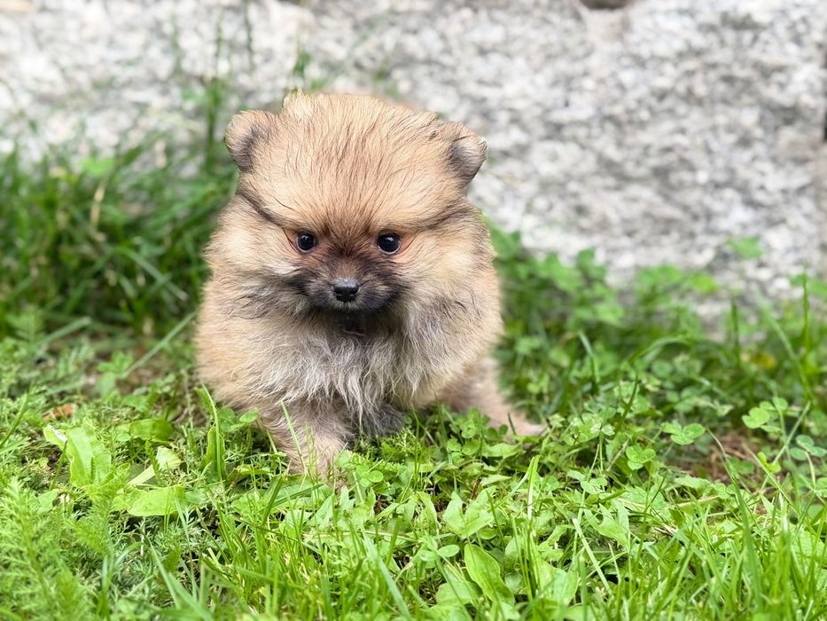 Słodki mini szpic miniaturowy