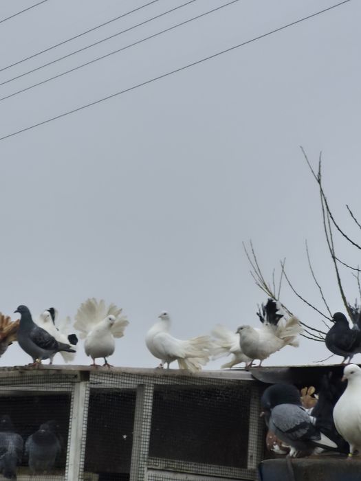 Sprzedam pawiki młode