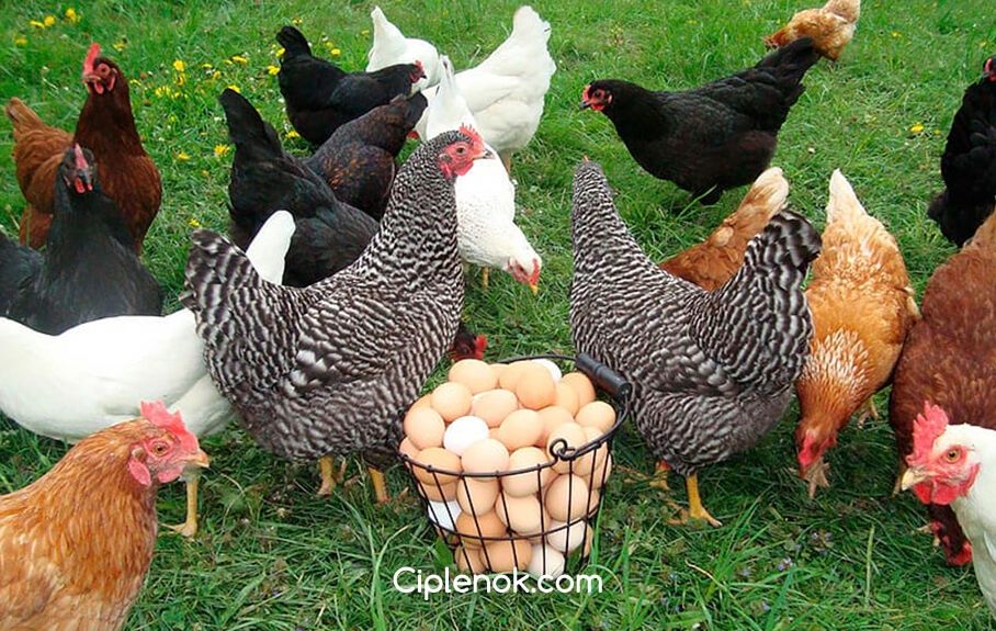 Кури несушки породи доминант