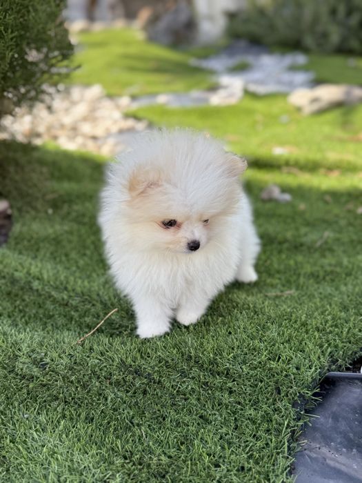 Spitz anão alemão lulu da poumorania menina mini