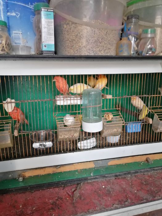 Canários vermelhos-brancos e amarelos