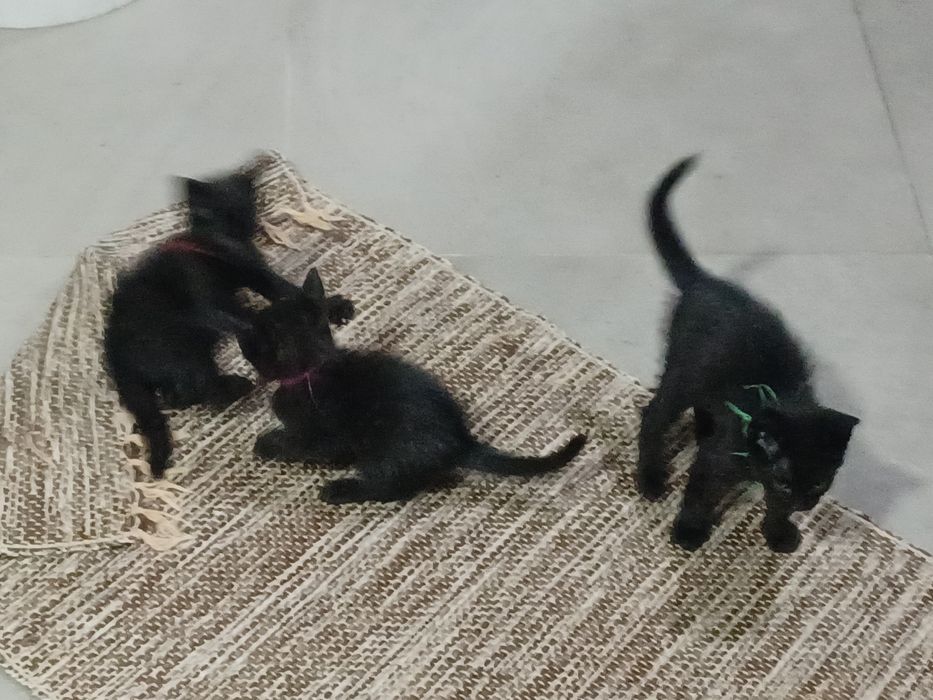 Gatos para adoção