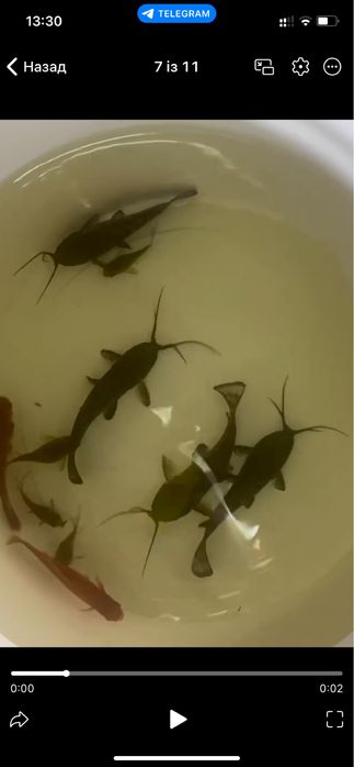 Сом таракатуим