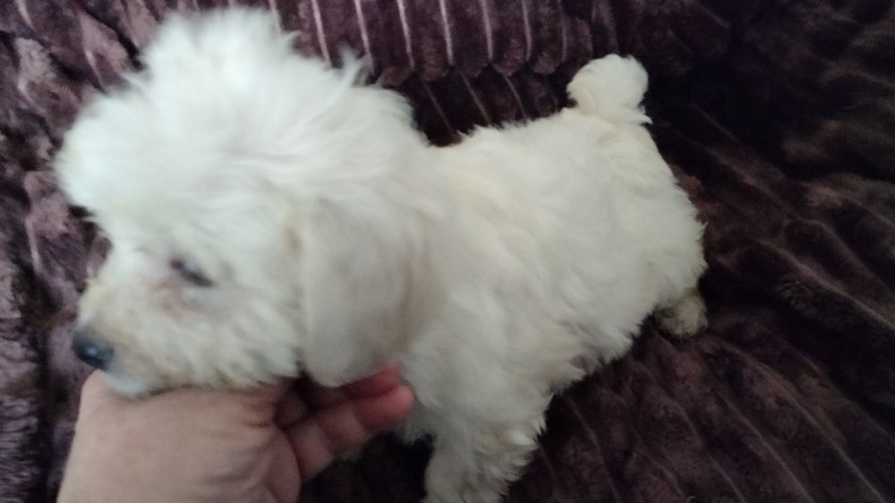 Мальтипу девочки и мальчик белые