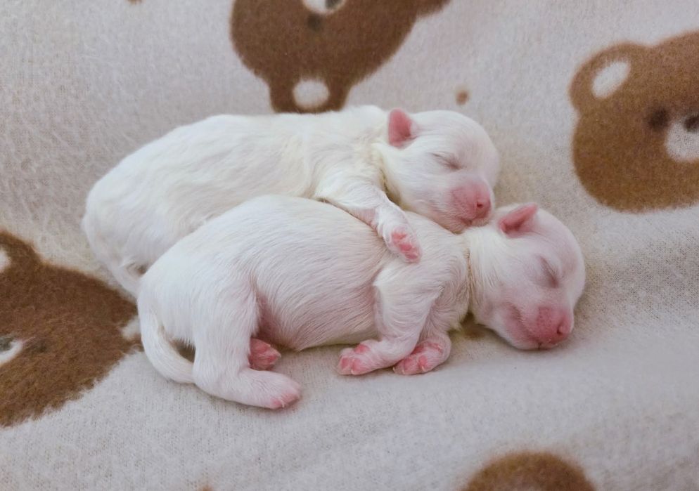 Maltańczyk suczka rodowodowa na Wielkanoc