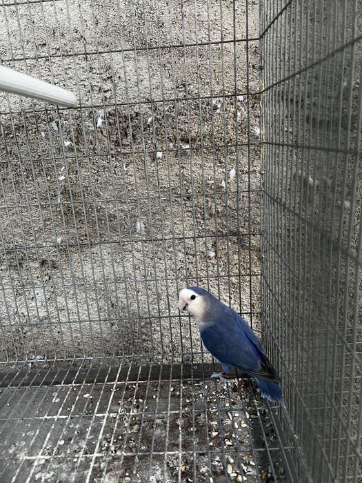 Agapornis Macho 2024