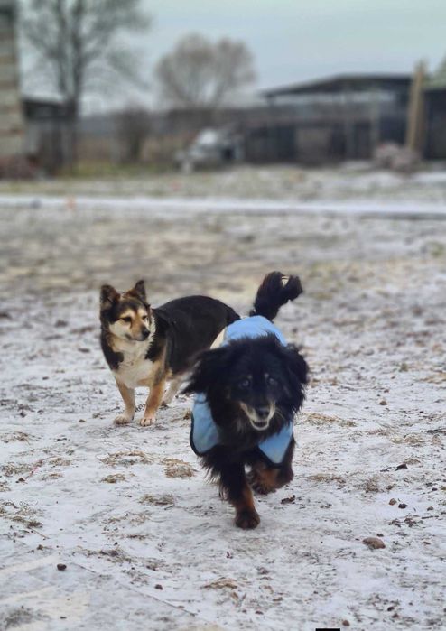 Gomez - starszy psiak szuka domu